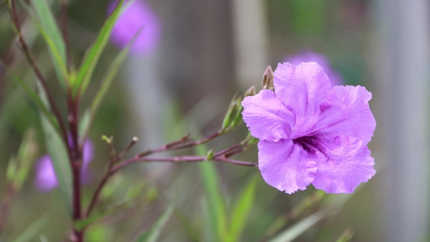 The wind blows flowers, the purple flower is called ruellia simplex.