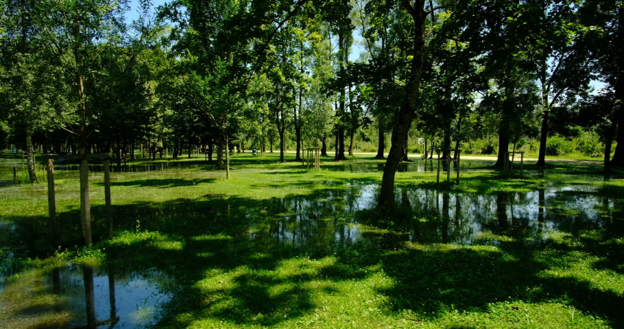 Flooded forest in Yverdon, july 2021