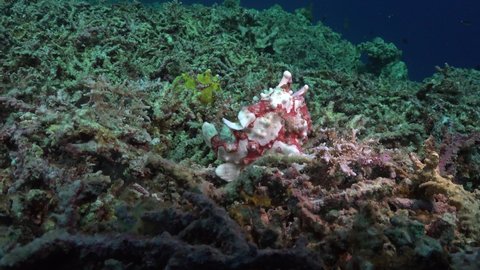 Two warty Frogfish (Antennarius maculatus) on coral rubble in the Philippines