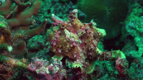 Green warty Frogfish (Antennarius maculatus) turning around on coral reef