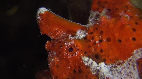 Red painted Frogfish (Antennarius pictus) close up at night, profile of eye and mouth