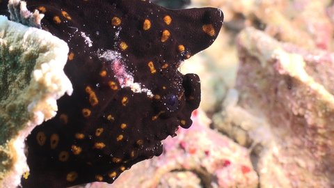 Black Frogfish ( Antennarius) with bright orange spots close up on coral reef