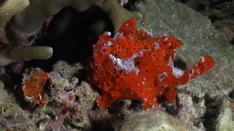 Painted red Frogfish (Antennarius pictus) at night on coral reef