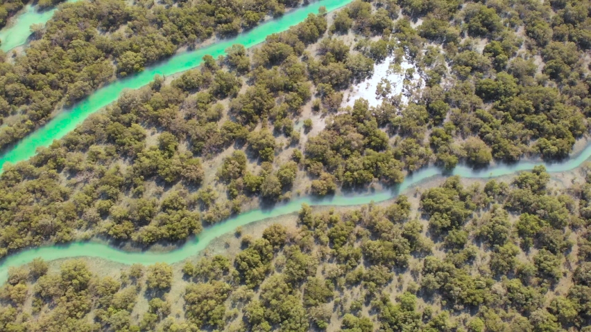 Beautiful view of mangroves reflecting sunlight. Aerial birds eye