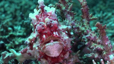 Red and white warty Frogfish (Antennarius maculatus) filmed close up from front on coral reef