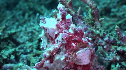 Red and White Warty Frogfish (Antennarius maculatus) close up on coral reef