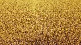 Golden wheat field close up, top view. Summer landscape of rye growing in large meadow with gold ears closeup, drone aerial view