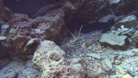 Giant Lobster dealing with moray eels on the reef in Maldives
