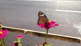 videos of beautiful butterflies sucking nectar from pink flowers.