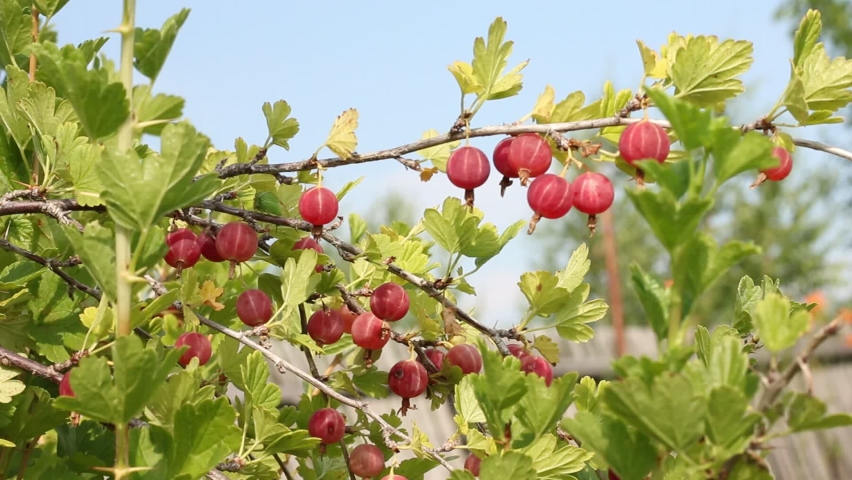 Ripe gooseberries hang on a branch. Close-up of nature.