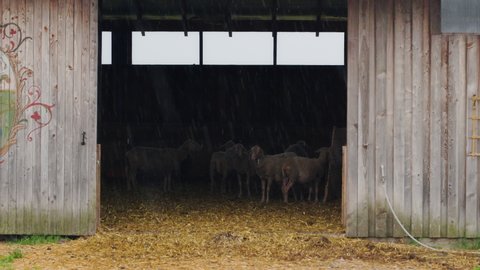 A flock of sheep lambs hide in the stable from the rain. Summer evening at the farm