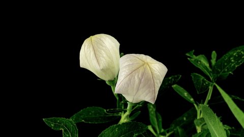 White Platycodon Flower Opening Blossom in Time Lapse on a Black Background. Campanula Bud Growing