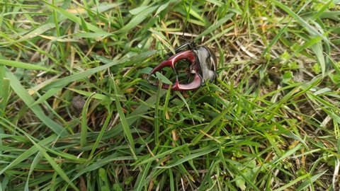 Stag beetle is climbing in green grass. European stag beetle Lucanus cervus. Big insect with great horns