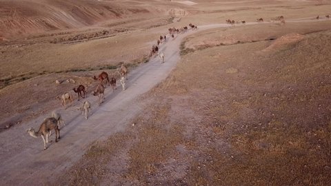 Camel big heard at desert.
