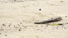 Close up HD video of wild leech crawling in the sand.