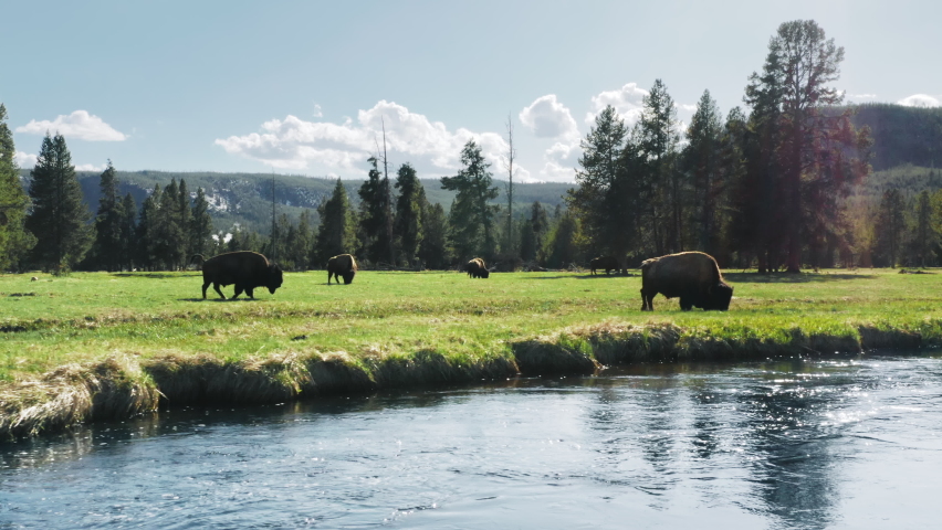 Buffalos or bisons grazing grass on green meadow in Yellowstone. Wildlife animal refuge for great herds of American Bison Buffalo. Ecosystem environment conservation, biology diversity, wilderness 4K | Shutterstock HD Video #1076276783