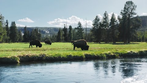 Buffalos or bisons grazing grass on green meadow in Yellowstone. Wildlife animal refuge for great herds of American Bison Buffalo. Ecosystem environment conservation, biology diversity, wilderness 4K