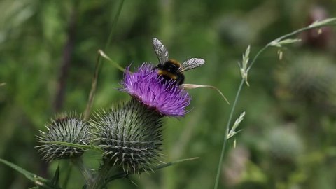 elective focus of Buff-tailed bumblebee pollinating on purple flower, Bombus terrestris, the buff-tailed bumblebee or large earth bumblebee, is one of the most numerous bumblebee species in Europe.