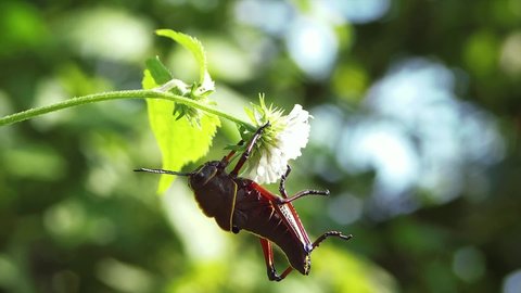A video of Stag beetle feeding on flower, Stag beetles is a family of about 1,200 species of beetles in the family Lucanidae, currently classified in four subfamilies. 