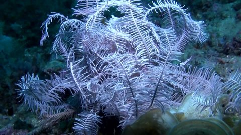 
White Feather Star or Crinoid Crawling over the Reef - Philippines