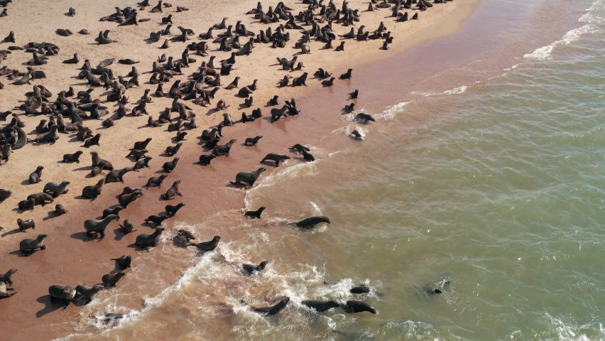 Flight over fur seals colony at the Walvis Bay near lighthouse at Sandwich Harbour, Swacopmund, Namibia, Africa. UHD 4k drone video Royalty-Free Stock Footage #1076281574