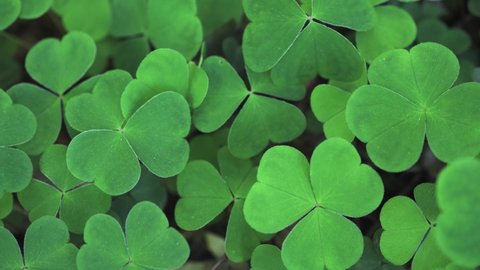 Green clover leaves closeup. Nature background. UHD 4k video