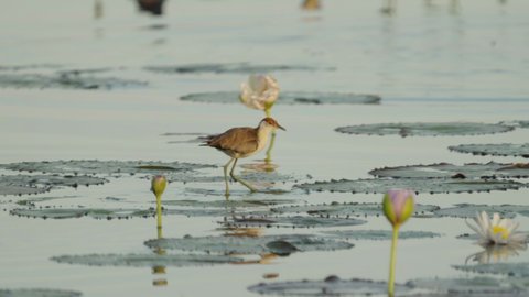 comb-crested jacana foraging for food at marlgu billabong of parry lagoons nature reserve in the kimberley region of western australia