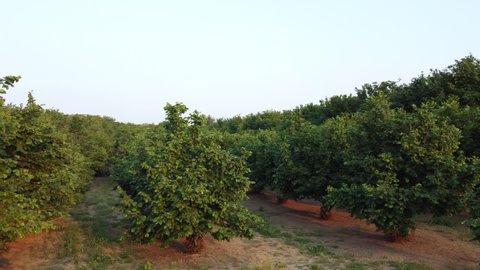 Hazelnut farming agriculture cultivation field
