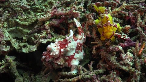 Two warty Frogfish (Antennarius macuatus) walking over coral rubble filmed from top