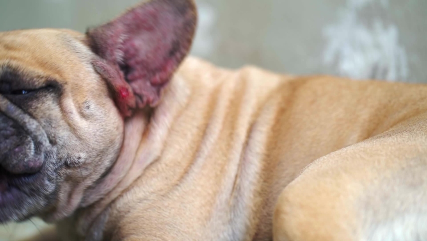 French bulldog with dermatological problems caused by allergies, skin disease, ichthyosis, skin fragility syndrome. Royalty-Free Stock Footage #1076286545