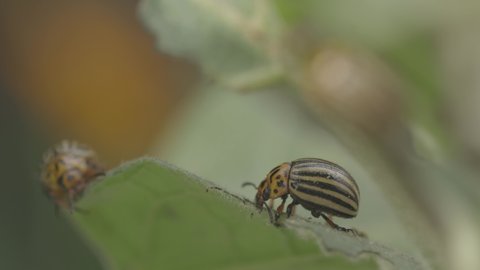 Two Colorado Striped Beetles - Leptinotarsa Decemlineata. Beetles eats potato leaves leaf. This Beetle Is A Serious Pest Of Potatoes. 4K Ungraded Canon C-LOG