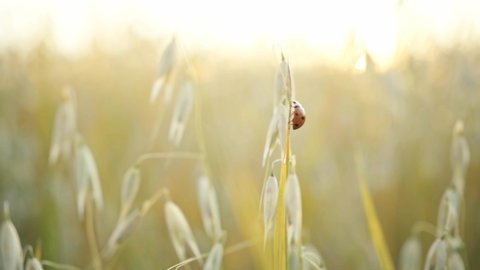 Oats field. Ears of golden oats close up.A ladybug sits on the ears of wheat.Rural Scenery under Shining Sunlight. Background of ripening ears of wheat field. Rich harvest Concept.
