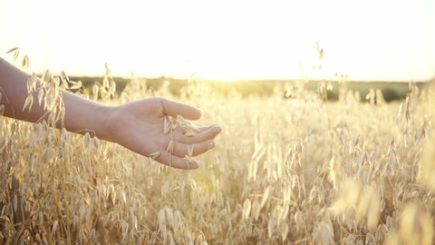 
Oat field.Oats harvesting concept. Natural oats on a background of sunbeams. The farmer walks across the field and touches the ears of oats with his hand against the backdrop of the sun's rays.