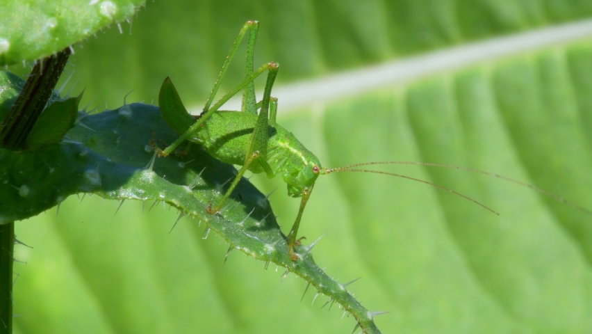 Female Nymph of Speckled Bush-Cricket, Leptophyes punctatissima Royalty-Free Stock Footage #1076294759