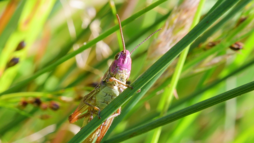 PINK GRASSHOPPER - Young Female of Meadow Grasshopper, Chorthippus parallelus Royalty-Free Stock Footage #1076294948