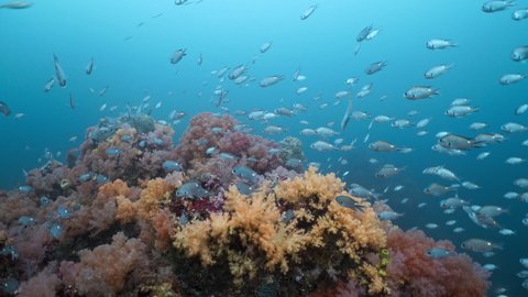 soft coral and herds of fish, yellowtail, chicken grunt