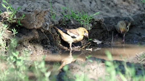 Hawfinch birds drinking water, Coccothraustes coccothraustes