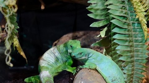 two green iguanas were resting on a log after eating