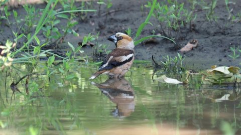 Hawfinch bird taking a bath, Coccothraustes coccothraustes