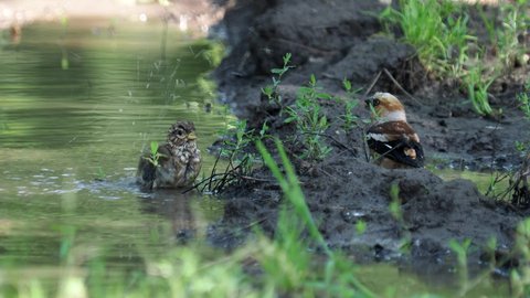 Hawfinch and corn bunting bird taking a bath