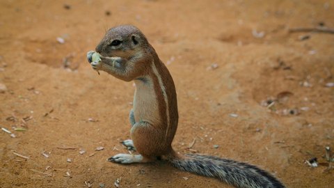 Cape ground squirrel or South African ground squirrel, also known as Xerus inauris eating. It is found in most of the drier parts of southern Africa. 4K UHD video.
