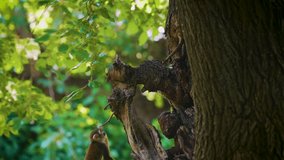Common squirrel monkey also known as Saimiri sciureus climbs the tree. 4K UHD video.