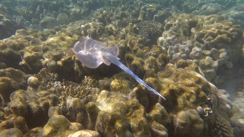 Stingray swims over coral reef in sun rays. Blue-spotted Stingray (Taeniura lymma) Slow motion