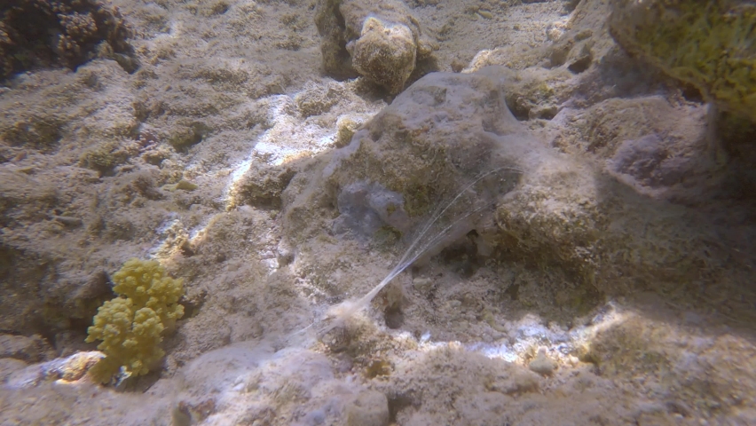 Coral reefs covered in spider webs from Caribbean worm snails (Petaloconchus spp). Sea web