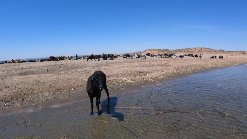 A sheep drinking water on the shores of Lake Aydarkol in the Kyzylkum Desert