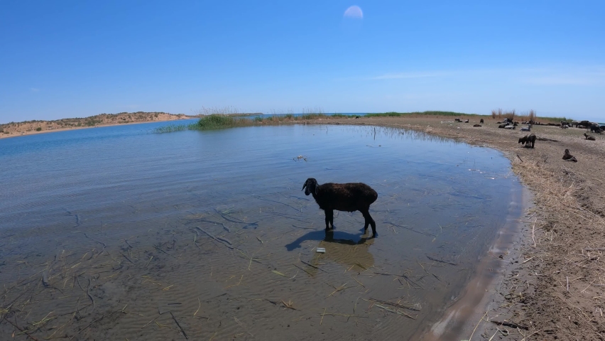 A sheep drinking water on the shores of Lake Aydarkol in the Kyzylkum Desert. May 2021 Uzbekistan