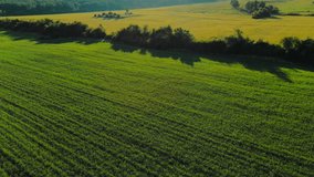 Aerial footage from a drone on a sunny day over an overgrown and mown field with green and yellow grass and forest on the horizon