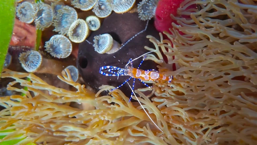 A colorful spotted cleaner shrimp, Periclimenes yucatanicus, underwater viewed from above, Caribbean sea, Mexico