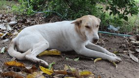 White Thai dog lying on the ground