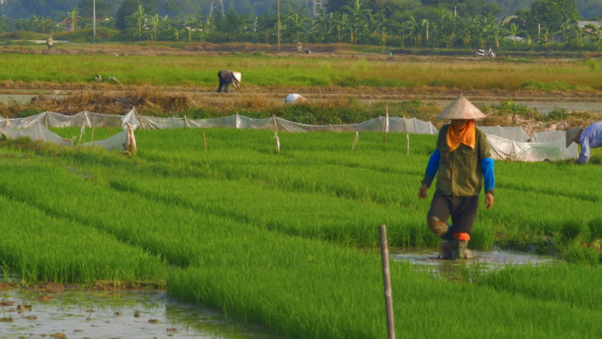 Dolly shot of Rice farmers working in green lush rice paddies in Ha Noi (Hanoi) Vietnam wearing traditional Vietnamese bamboo peasant farmer hats or an Asian conical hat.